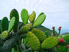 仙人球,仙人掌,多肉植物