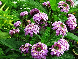 鮮花,花園,蘭花