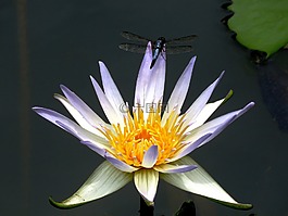 龍飛翔,百合,花