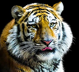 動物,虎,貓