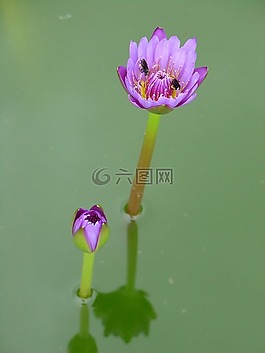 睡莲,紫色,紫罗兰色