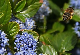 蜜蜂,花,鮮花
