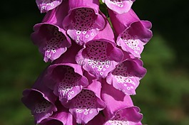 鐘,盛開(kāi),開(kāi)花