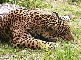豹,動(dòng)物,動(dòng)物園