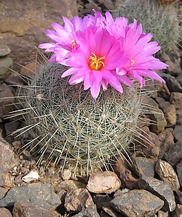 仙人掌,花,开花