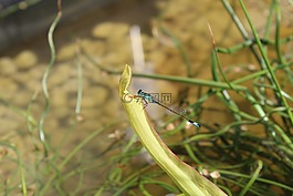 蜻蜓,池塘,昆蟲