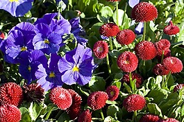 盛開,開花,雛菊