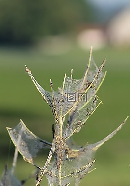 蜘蛛,樹,蜘蛛網(wǎng)