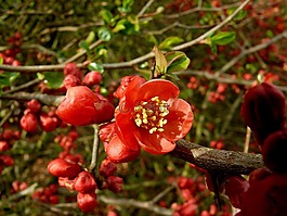 花,紅色,植物區(qū)系