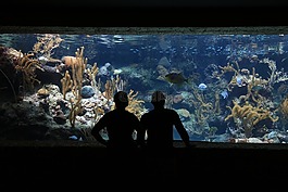 水族館,魚,潛艇