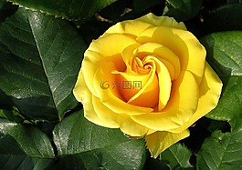 花,玫瑰,黃色