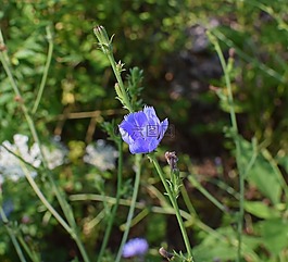野苣開口,花,開花