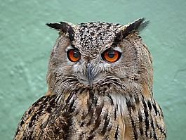 貓頭鷹,鳥,野生動物