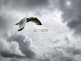 天空,海鷗,鳥(niǎo)