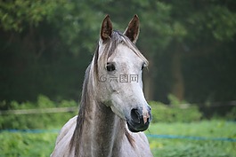 馬,模具,純種阿拉伯
