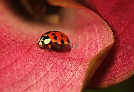 甲虫，昆虫,昆虫,花