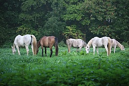 馬,模具,純種阿拉伯