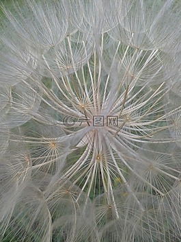 花性質(zhì),野花,白色的花
