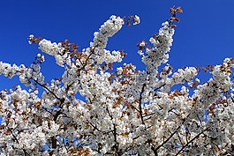 盛開,開花,藍色