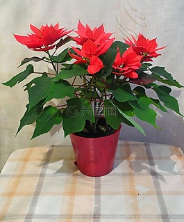 鮮花,室內(nèi)植物,布魯姆