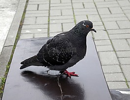 鳥,鴿子,羽毛比賽
