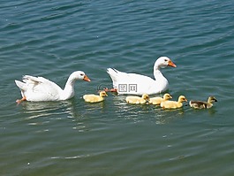 鵝,小鵝,鳥