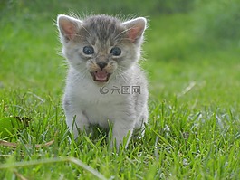 小貓,貓,哺乳動物