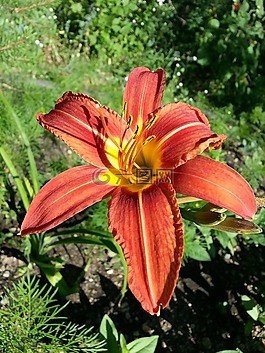 鮮花,百合,黃花菜