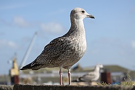 海鷗,海洋,海鳥