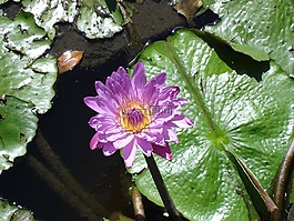 水,百合,花