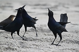 黑鳥群,海灘,海灘鳥