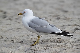 鷗,海灘,鳥(niǎo)