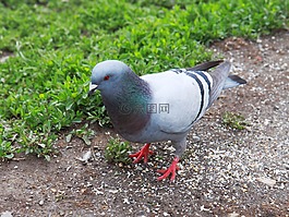 動(dòng)物,鳥,鴿子