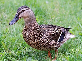 動物,鳥嘴,鳥