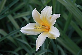 花,黃色,橙色