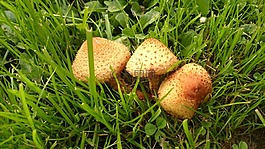 爱沙尼亚,菌类,蘑菇
