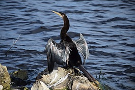 anhinga,翅膀,干燥