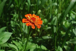 百日草,花,橙色