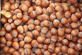 榛子,堅(jiān)果,秋季