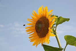 太阳花,蜜蜂,方法