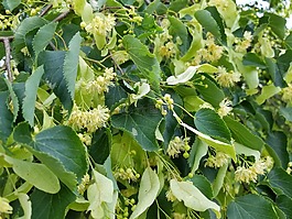 金銀花,花,自然