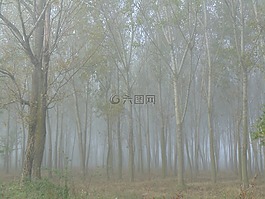 森林,树,在上午
