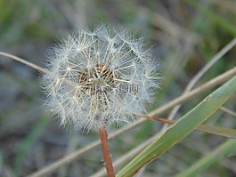 蒲公英,下,綠色