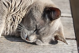 貓,睡眠,貓的
