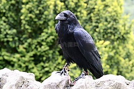 動物,鳥嘴,鳥