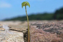 萌芽,植物,裂紋