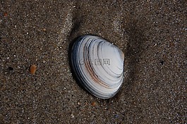 外殼,海灘,沙