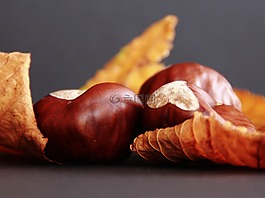板栗,葉子,秋季