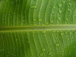 香蕉,滴,水