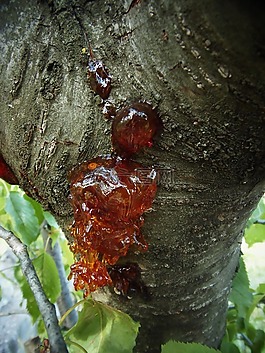 樹,樹脂,樹皮
